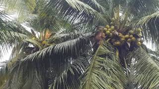 Download lagu PEMETIK KELAPA YANG PALING JAGO mp3 Download lagu PEMETIK KELAPA YANG PALING JAGO mp3