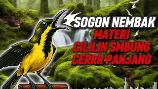 Download lagu MASTERAN SOGON‼️ CILILIN SAMBUNG CERR PANJANG ENAK #sogon #sogongacor #sogokontong  mp3