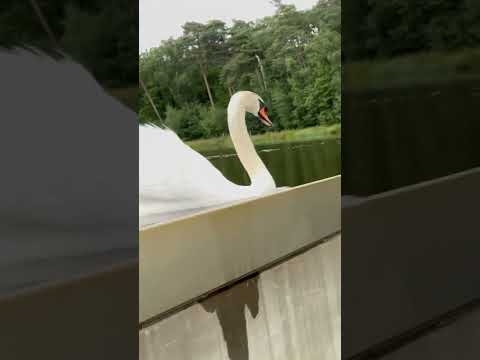 Белый лебедь / Нападение белого лебедя на человека #belgium #жизньвбельгии#youtubeshorts
