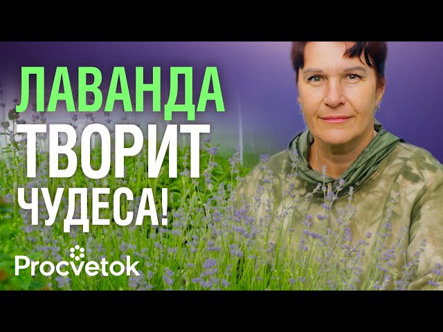 ПОЧЕМУ СТОИТ ДОБАВЛЯТЬ ЛАВАНДУ В ЧАЙ? Опытная травница раскрыла фирменный секрет чая с лавандой