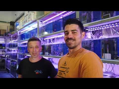 תמונה של نتفيش