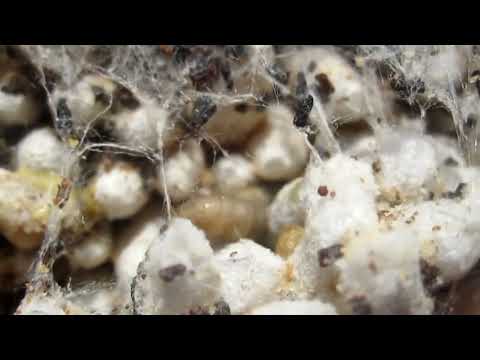 Пчеловодство. Как развести личинок восковой моли. Получения сырья ПЖВМ для Огневки #Огневка #ПЖВМ