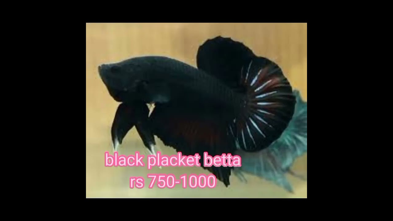 Watch video betta fish price in 2022 Now betta fish price in 2022