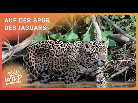 Jaguar: Eines der seltensten Raubtiere der Welt