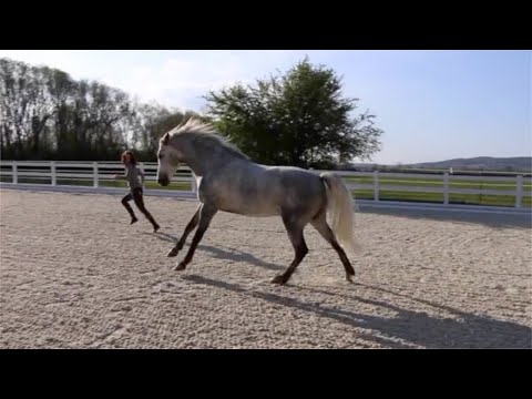 Playing catch me with the horse - Fangen spielen mit Pferd