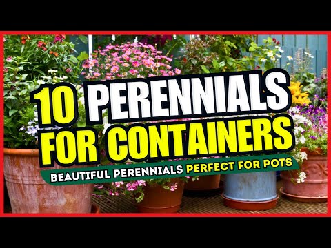 😍 CONTAINER GARDEN MAGIC! 😱 10 Beautiful Perennials Perfect for Pots - TRANSFORM Your Space! 🌼✨