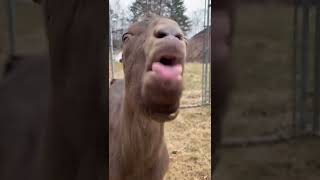 Download lagu Bla Bla Bla 😁 #blabla #goat #keçi #shorts mp3