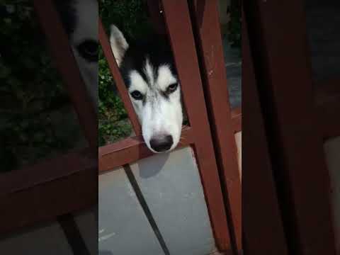 husky dog jumbo22 November 2024