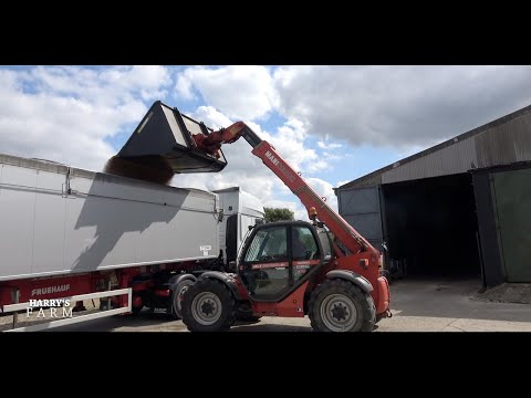 Wheat goes off for milling but our OSR is getting eaten by slugs!