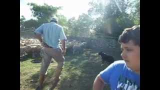 preview picture of video 'pinheiro machado  preparando para esquila ovelhas'