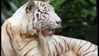 BIG Cats slideshow - "Bungle in the Jungle" Jethro Tull