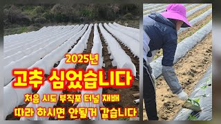 고추 심기 2025년 괴산청결고추 부직포 터널 재배 방식 고추심는시기 고추심는방법 루트그로 충북 괴산 풀뿌리…