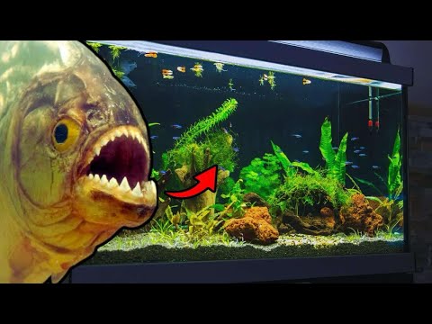 PIRANIE W TWOIM AKWARIUM