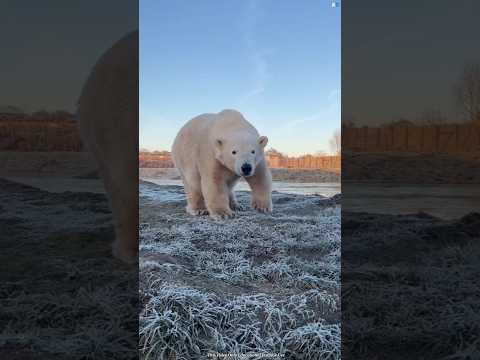 Why Entering Dark Caves Can Turn Deadly in Seconds 😱#facts #ytshorts #trending