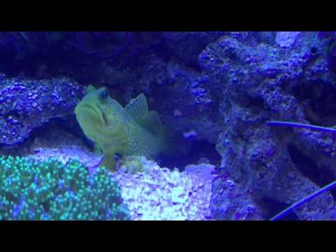 Sulphur Goby & Pistol Shrimp Pair
