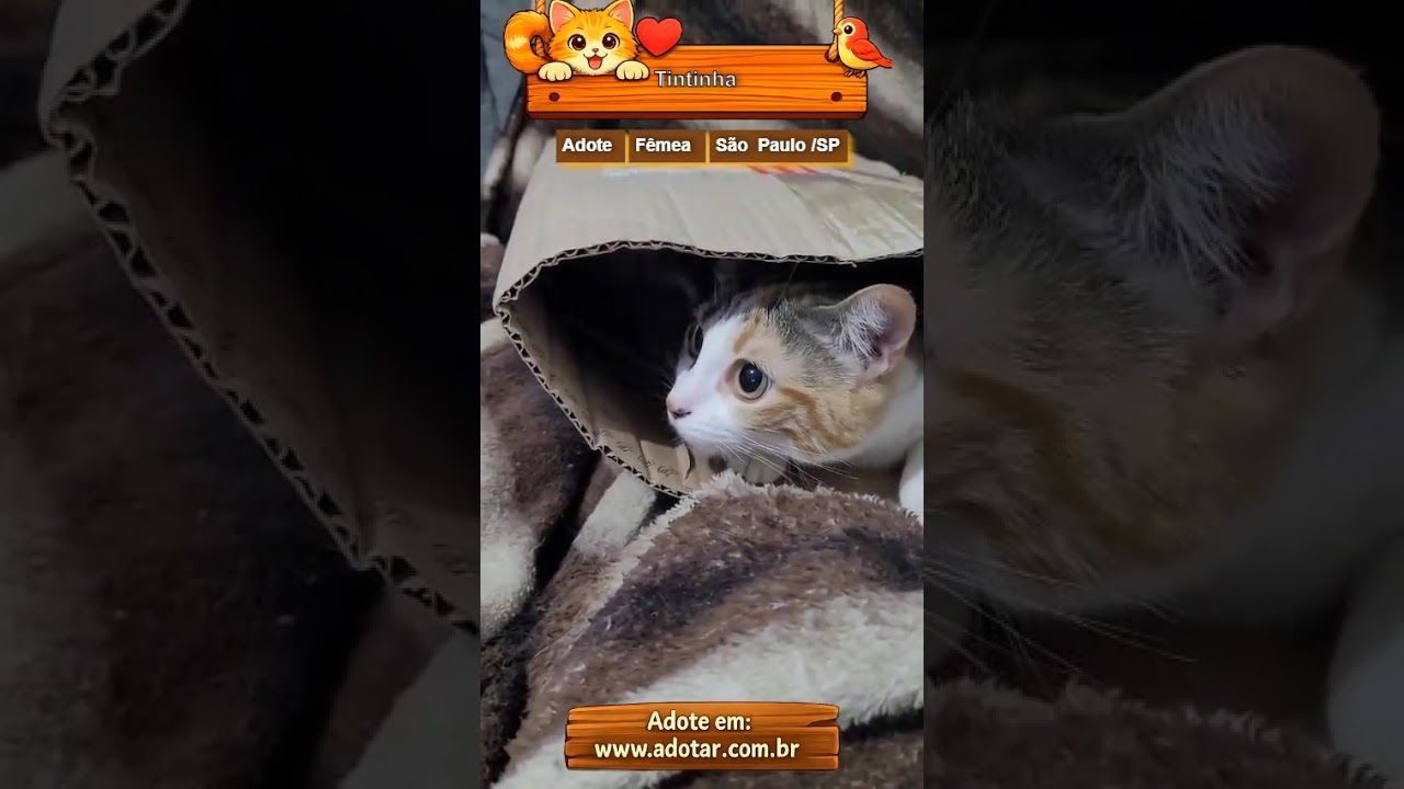 Gato raça SRD-ViraLata idade 2 anos nome Tintinha