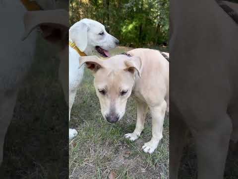 Anya, an adoptable Labrador Retriever Mix in St. Catharines, ON_image-1