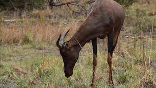 preview picture of video 'Pilanesberg National Park - Southafrica'