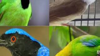 Download lagu Suara pikat burung rame di hutan. mp3
