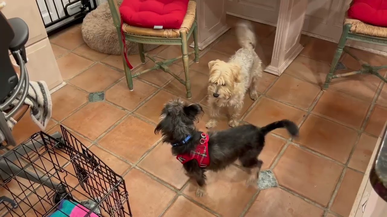 Enlarge Jack Frost (watch my video), a ADOPTABLE mixed breed in Ellicott City, MD video 6/6