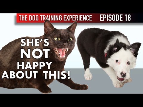 How I’m Introducing My Puppy To Our Cat For The First Time!