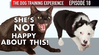 How I’m Introducing My Puppy To Our Cat For The First Time!