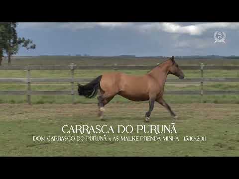 LOTE 05   CARRASCA DO PURUNÃ