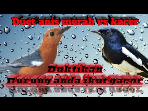 Download Burung Anis Merah Vs Kacer 3gp Mp4 Codedwap Video tarung suara kicau burung kacer jawara parah.video suara kicau burung kacer poci gila.video. codedwap