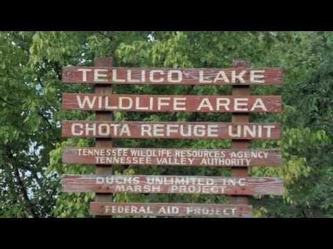 download lagu mp3 mp4 David Hudgins Auction, download lagu David Hudgins Auction gratis, unduh video klip David Hudgins Auction