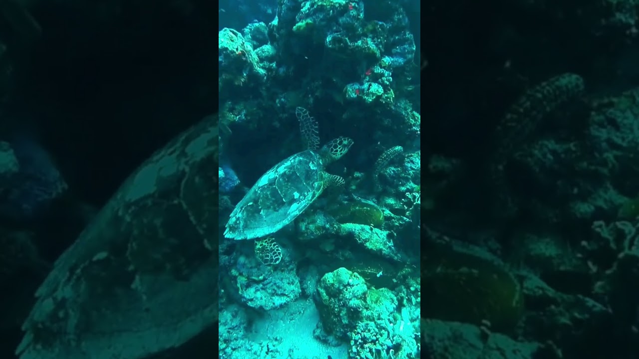 YouTube Short thumbnail