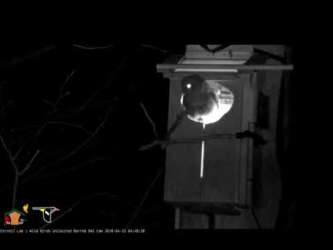 Mom barred Owl departs nest box 04-22-19 @Cornell Lab Bird Cams