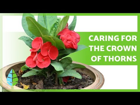 , title : 'CARING for the CROWN of THORNS (Euphorbia MIli) 🌸 Watering, Pruning, Reproduction and more!'