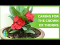 CARING for the CROWN of THORNS (Euphorbia MIli) 🌸 Watering, Pruning, Reproduction and more!