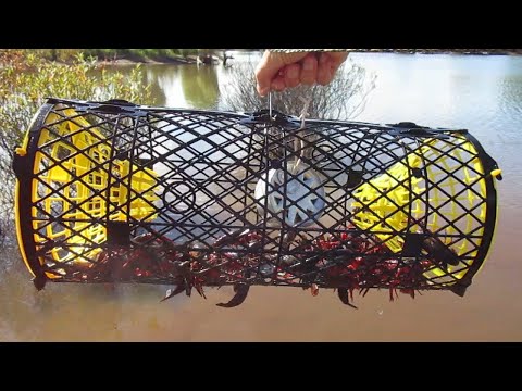 Filling the Trap: Tips for Catching Crayfish