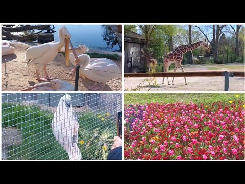 Zoo Vlog | Zoo In Germany | Wilhelma | Stuttgart Zoo | Aneeq Gamer | #zoo