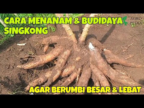 , title : 'CARA MENANAM & BUDIDAYA SINGKONG AGAR BERUMBI BESAR & LEBAT'