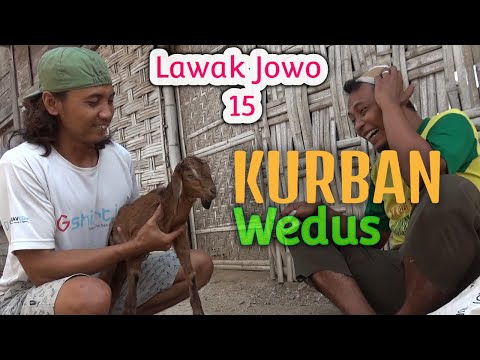 LAWAK JOWO 15 KURBAN Wedus