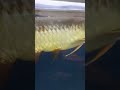 Bumil Lagi Ngasih Makan Ikan Arwana Istri Montok Shorts