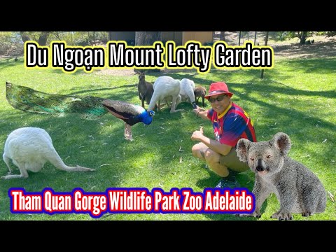 Du Ngoạn Vườn Mount Lofty Gardens e Tham Quan Vườn Gorge Wildlife Park Zoo Adelaide