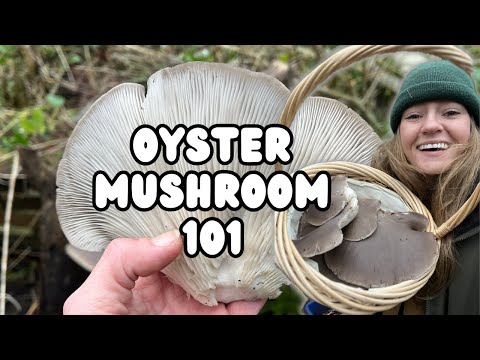 Oyster Mushrooms 101 | How to Find, Identify & Preserve Your Wild Food AND How To Grow Your Own!