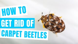 How to GET RID OF CARPET BEETLES | Fast and permanently
