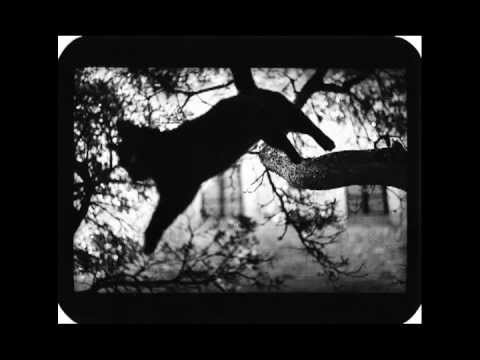Animals - Giacomo Brunelli