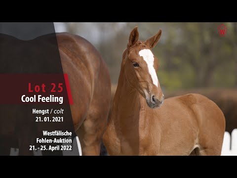 Fohlen-Auktion Lot 25 Hengst v. Colman - For Pleasure
