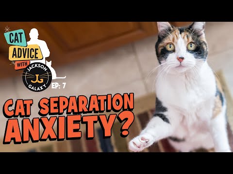 YouTube video about: Why does my cat cry when I leave the room?