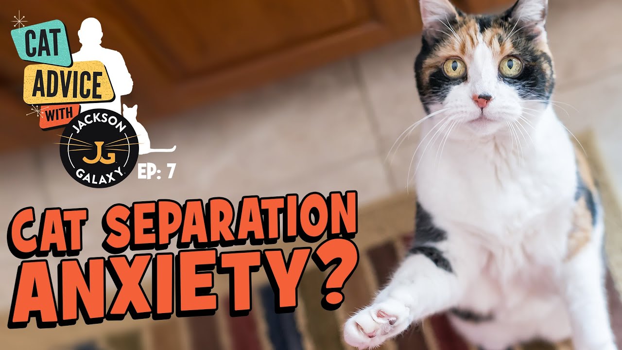 What does Separation Anxiety look like in your cat and how can you help?