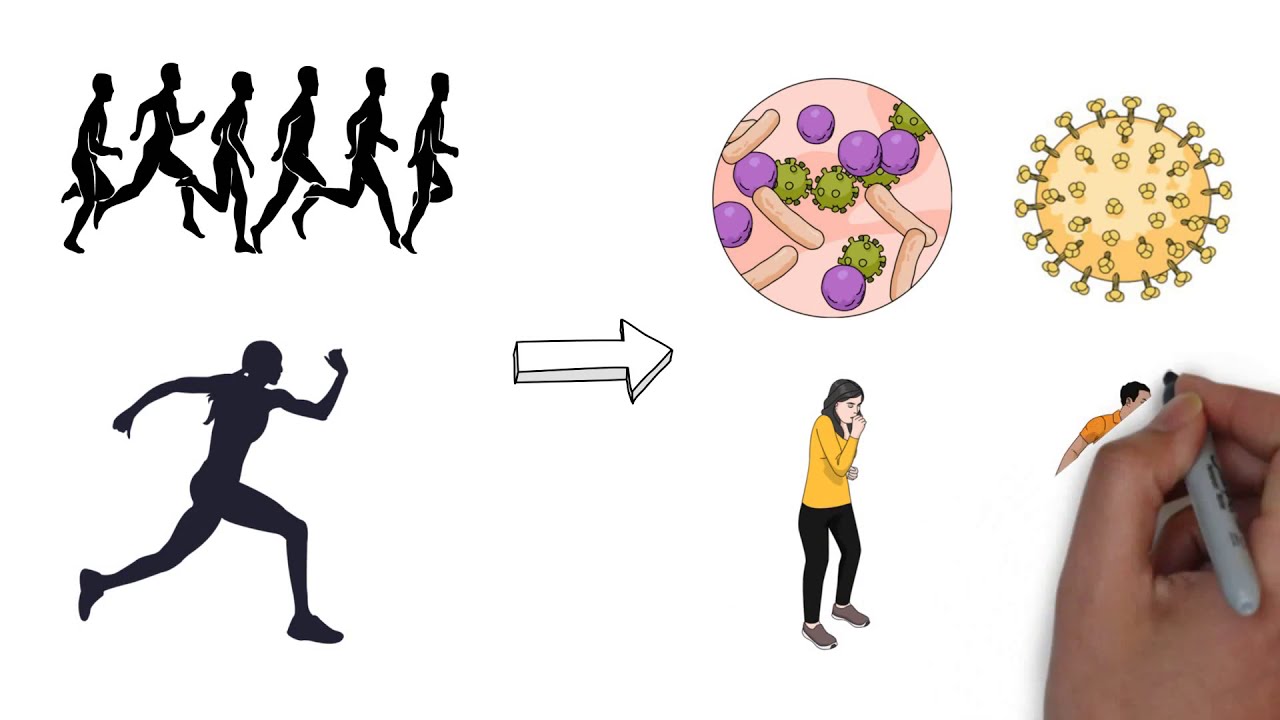 Sistema Imune | Efeitos do Exercício Físico no Sistema Imunológico