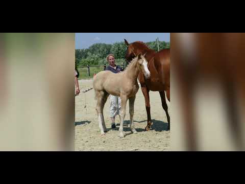 SF v. Donna Quasara x Qaside MD Fohlenschau Isernhagen