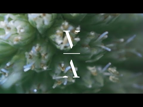 MYRNE & Shallou - Heal [Extended Mix]