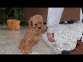 Schnoodle dogs for sale: Rosie - Video 1