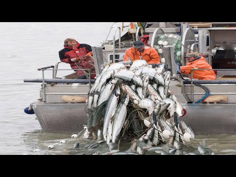 Awesome Longline Net Catching Salmon on The River - Fastest Net Fishing Catch Hundreds Tons Fish #02
